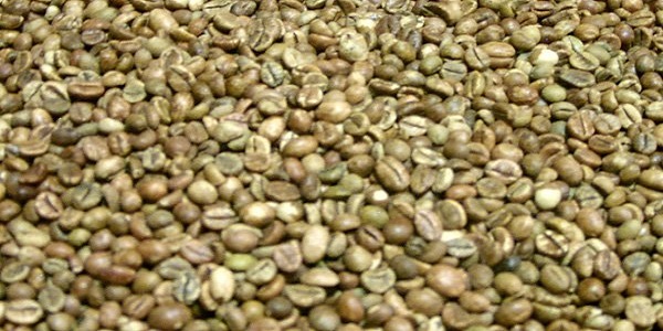 خرید دانه سبز قهوه در ایران